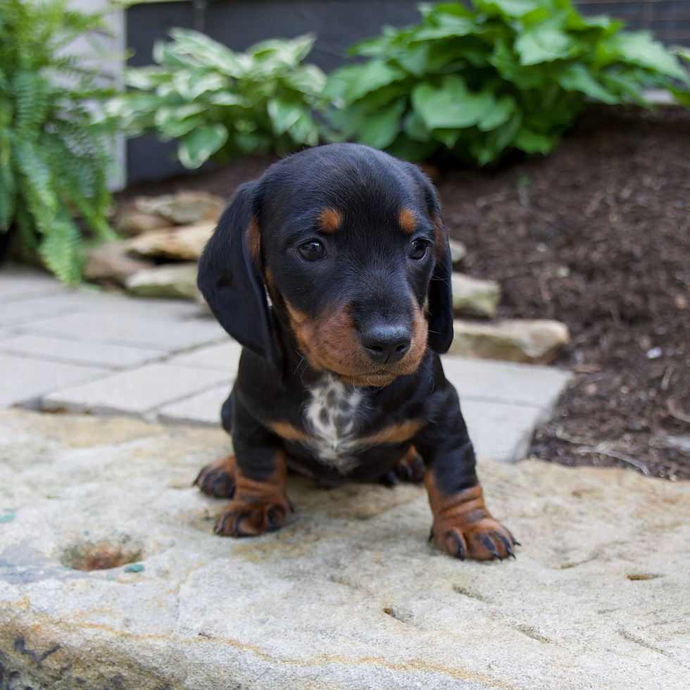 Thumbnail: Gage Mini Dachshund