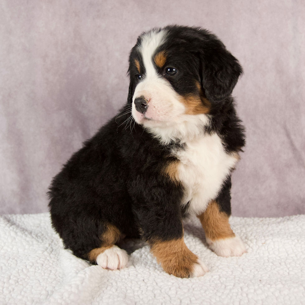 Thumbnail: Ellie Bernese Mt. Dog