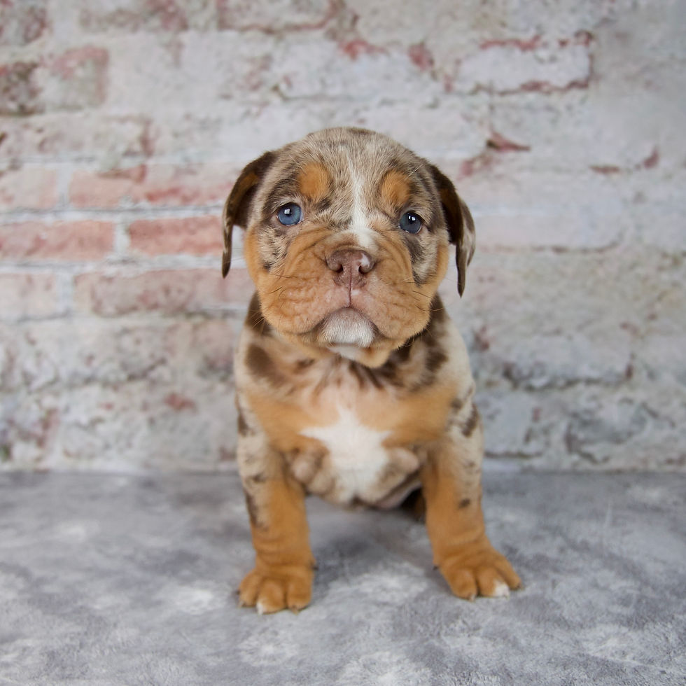 Beabull