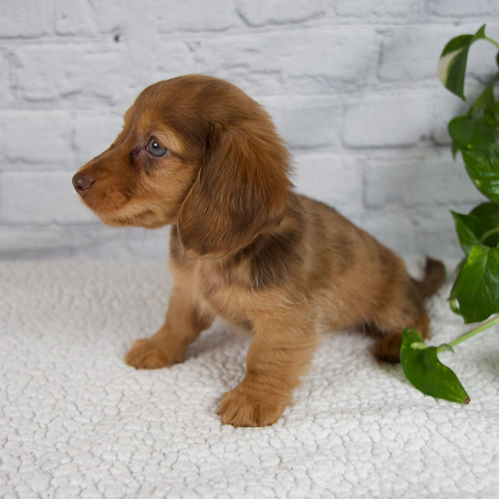 Thumbnail: Brinley Mini Dachshund