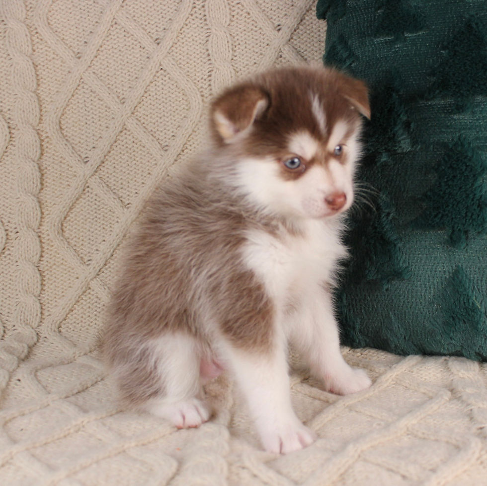 Thumbnail: Pomsky