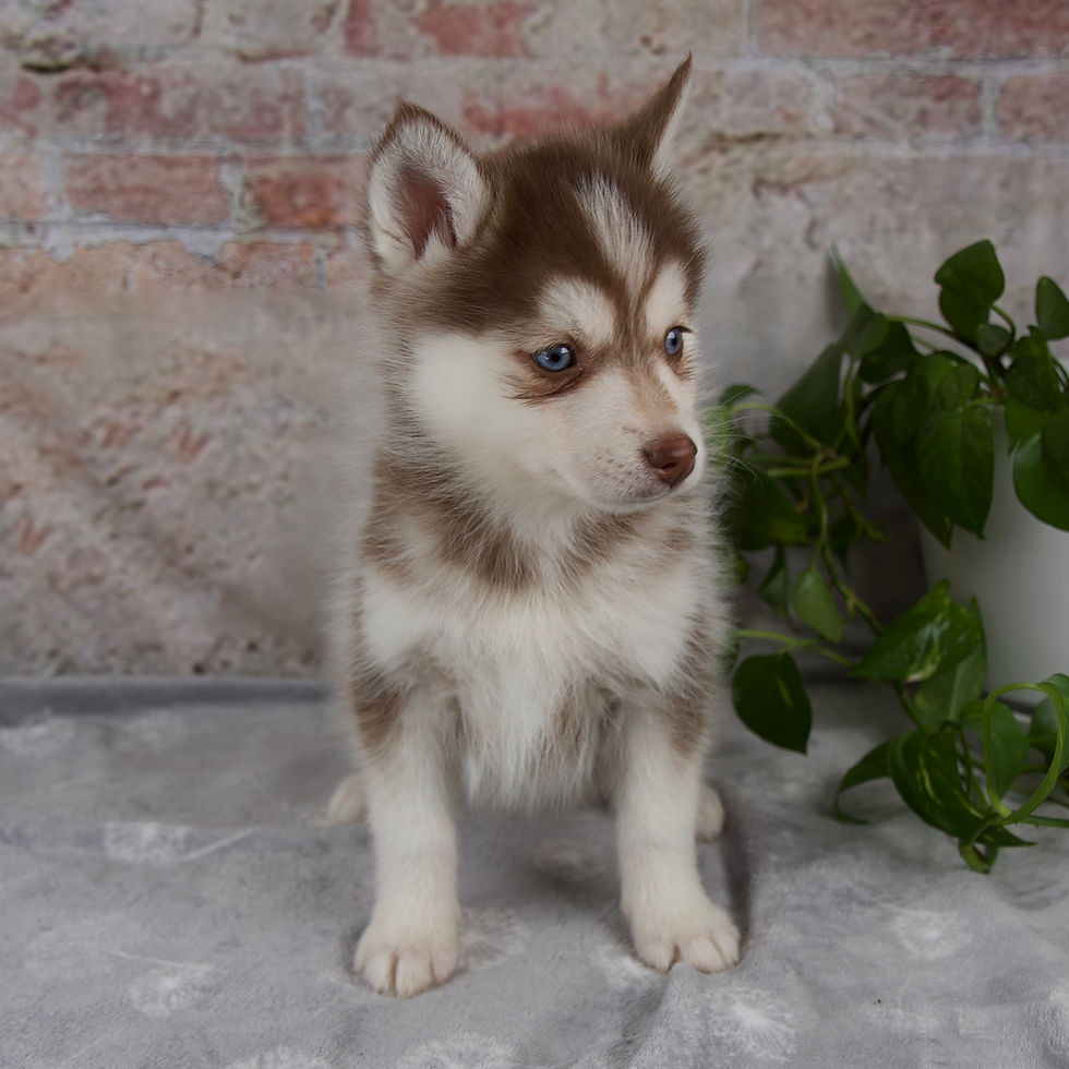 Thumbnail: Pomsky