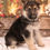 Thumbnail: German Shepherd