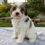 Thumbnail: Cavapoo