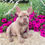 Thumbnail: French Bulldog
