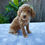Thumbnail: Miniature Poodle