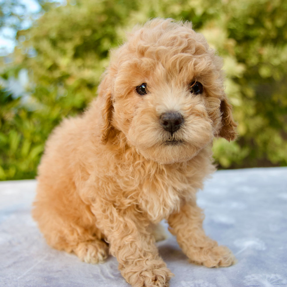 Cavapoo