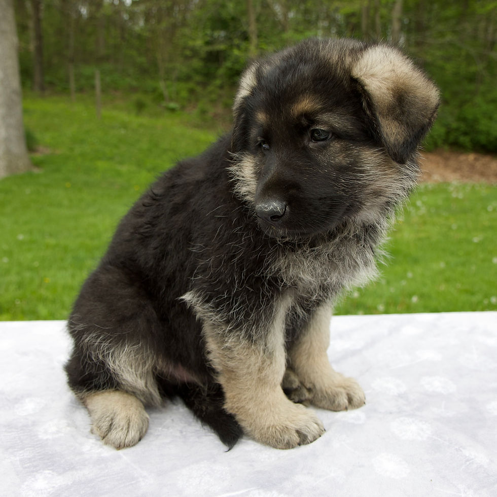 Thumbnail: Teddy German Shepherd