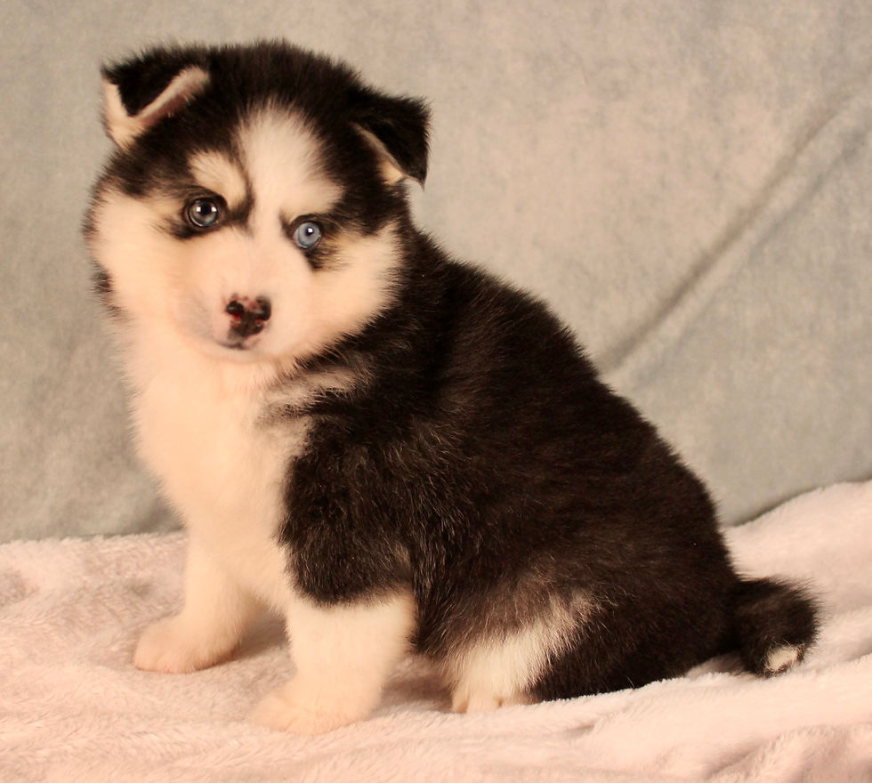 Thumbnail: pomsky