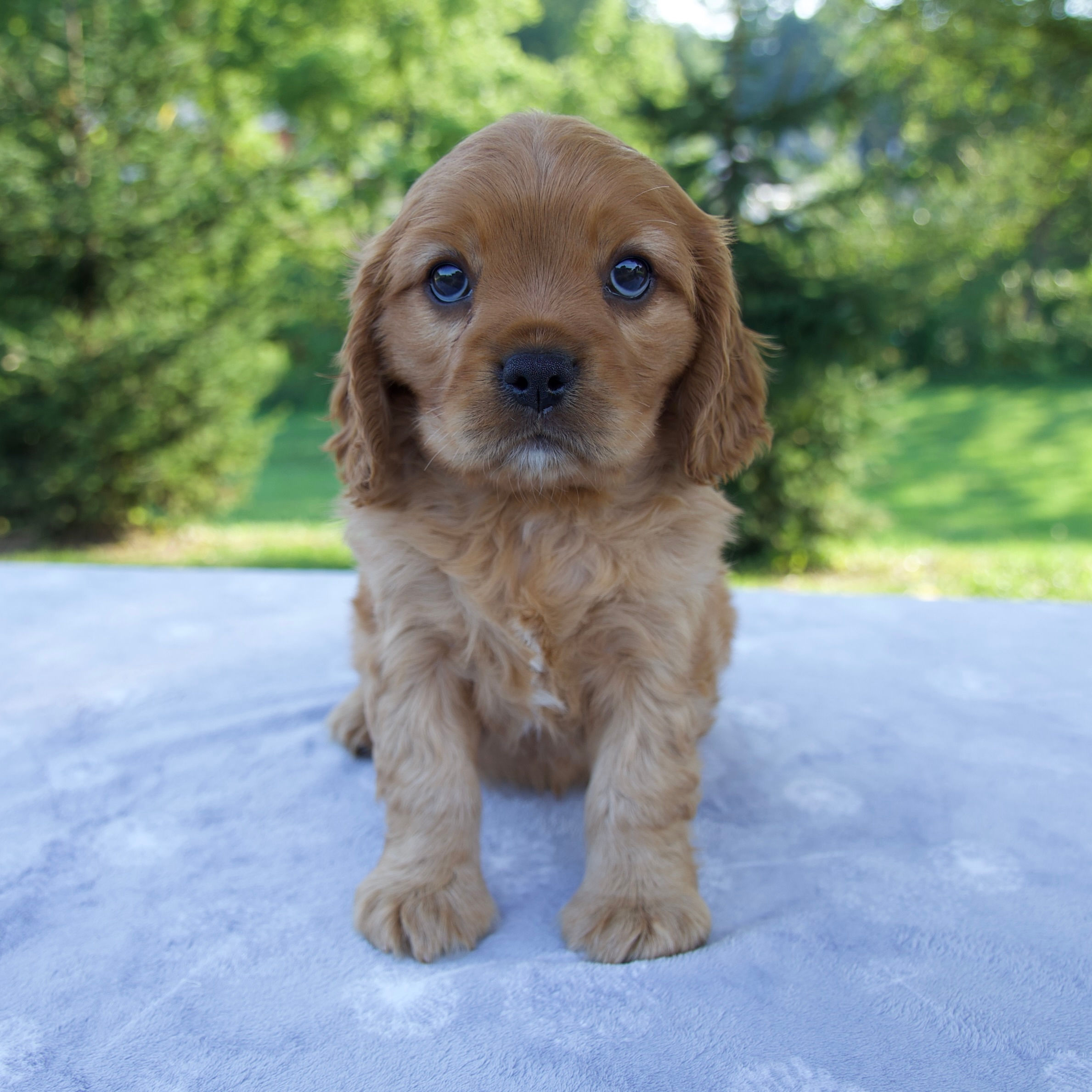 Romeo Mini Golden Retriever