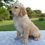 Thumbnail: Golden Retriever