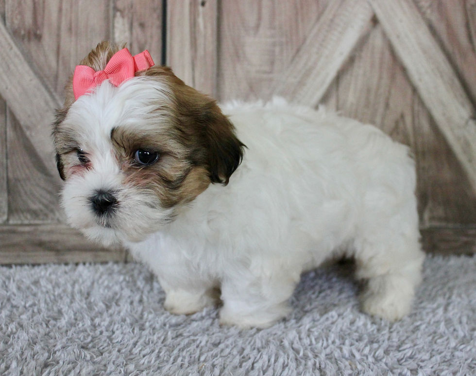 Thumbnail: Lola