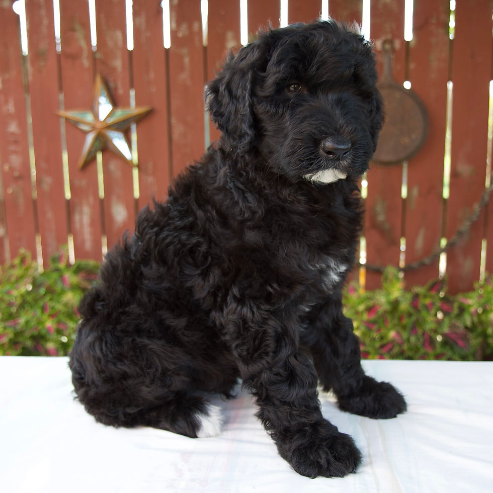 Thumbnail: Matthias Schnoodle