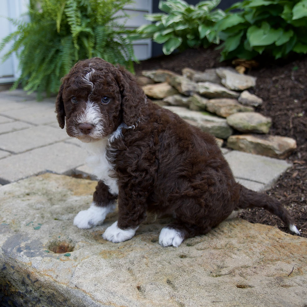 Thumbnail: Sheepadoodle