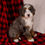 Thumbnail: Glory Girl Mini Bernedoodle