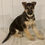 Thumbnail: Lacie German Shepherd