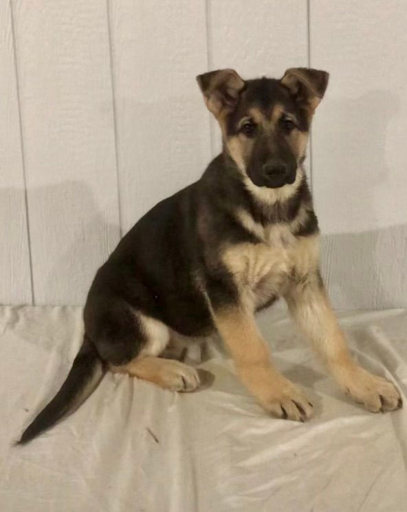 Thumbnail: Lacie German Shepherd