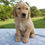 Thumbnail: Golden Retriever