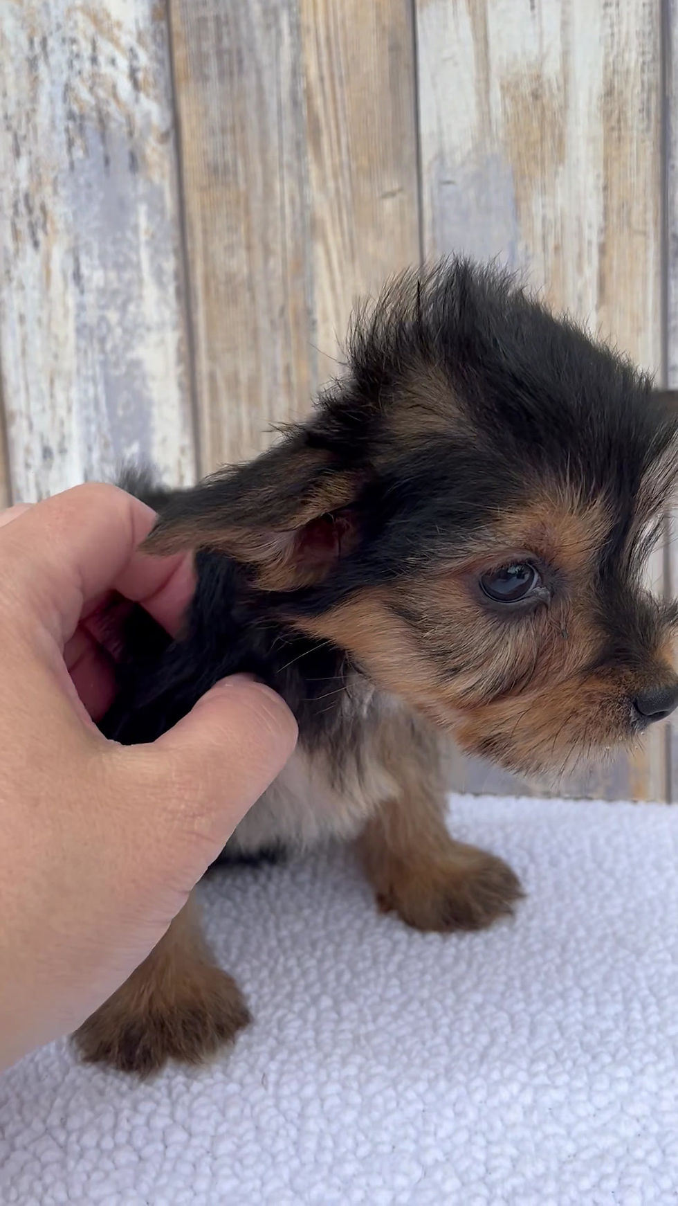 Thumbnail: Kyra Morkie