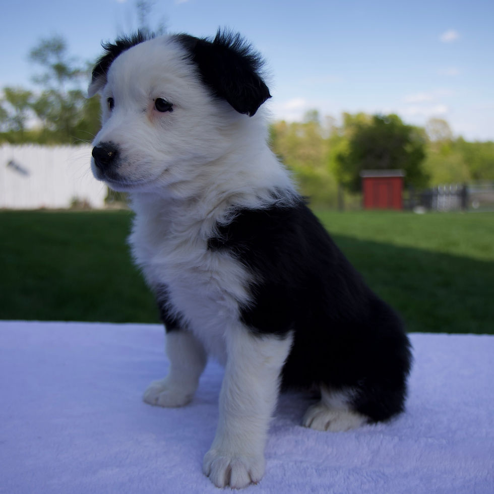 Australian Shepherd
