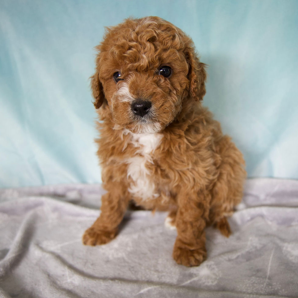 Thumbnail: Archie Cavapoo