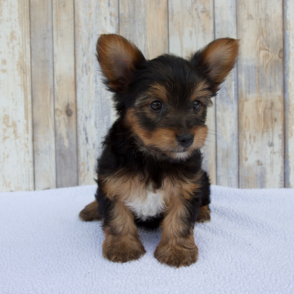 Thumbnail: Yorkie
