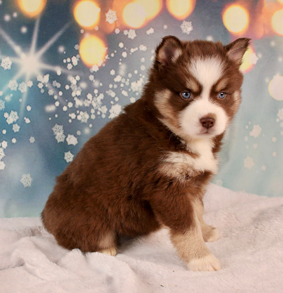 Thumbnail: Pomsky