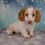Thumbnail: Miniature Dachshund