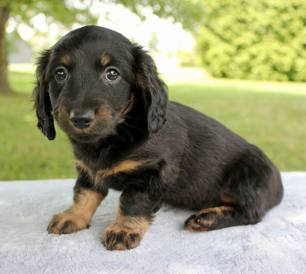 Thumbnail: Dachshund Mix