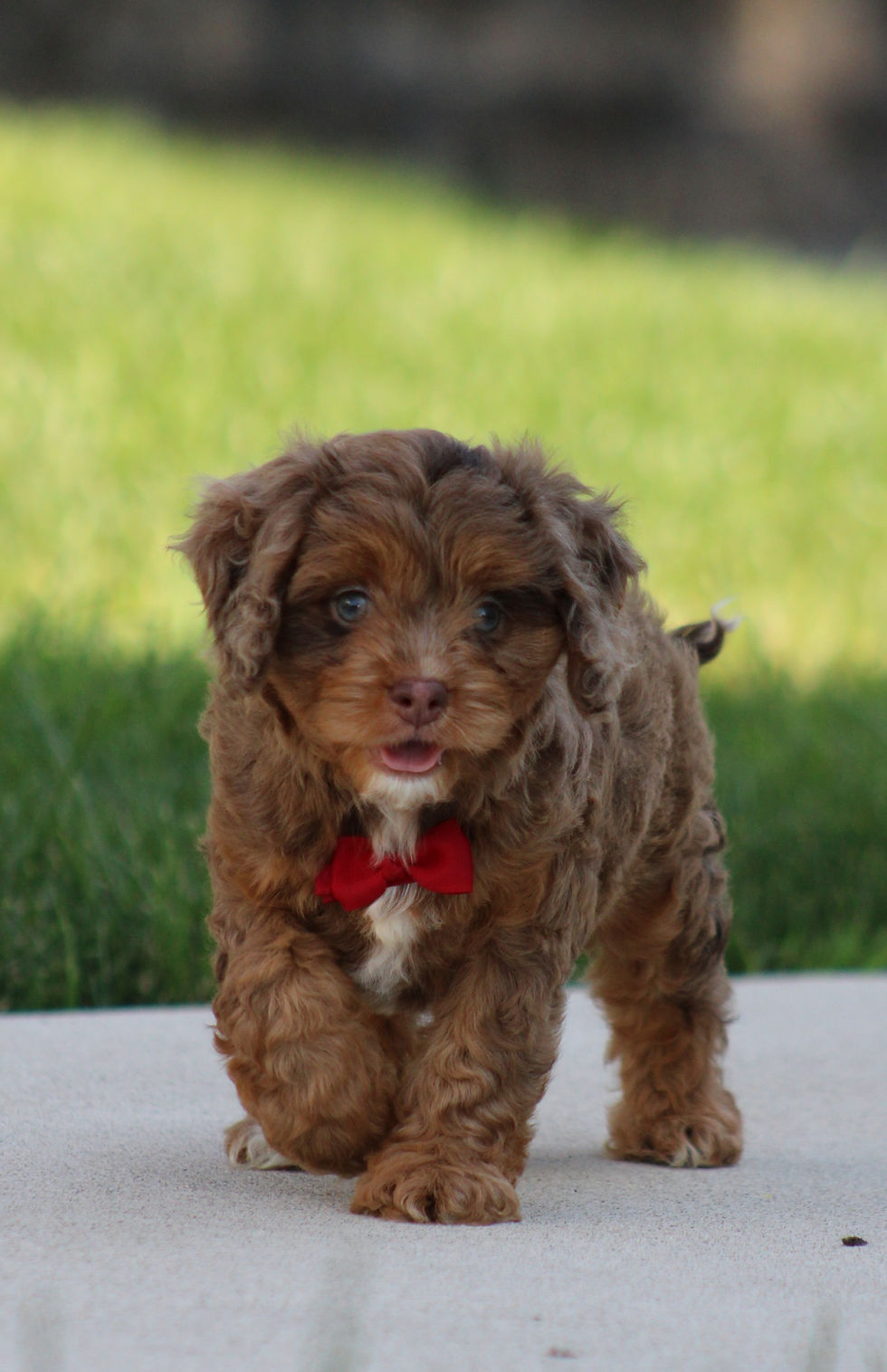 Thumbnail: Oliver Cavapoo