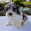 Thumbnail: Bella Cavapoo