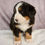 Thumbnail: Elise Bernese Mt. Dog