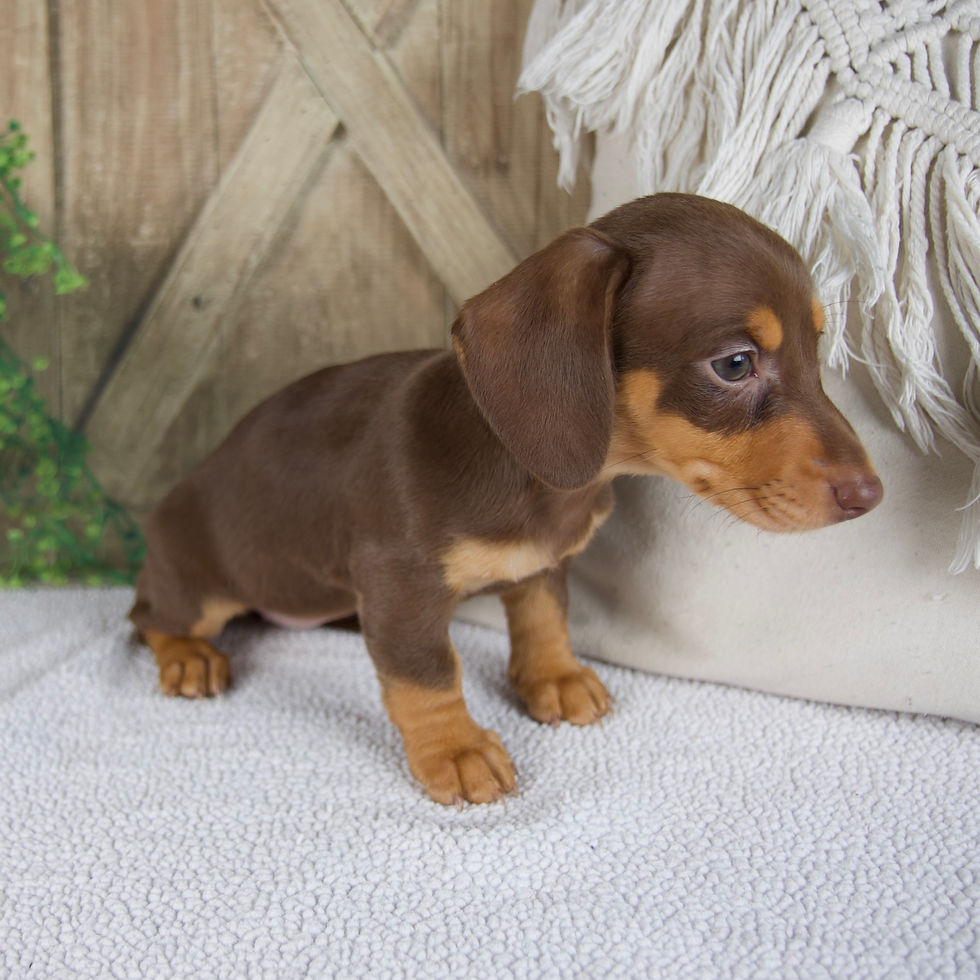 Thumbnail: Blossom Miniature Dachshund