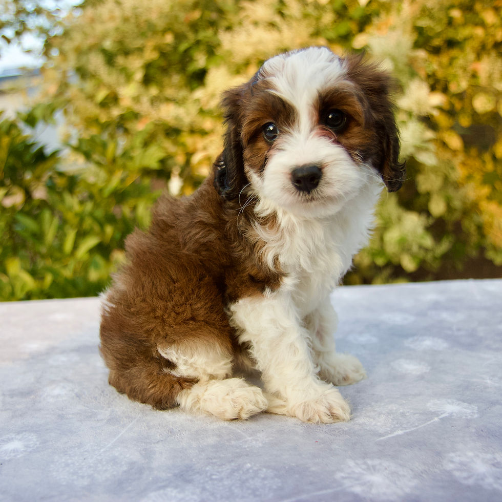 Thumbnail: Cavapoo