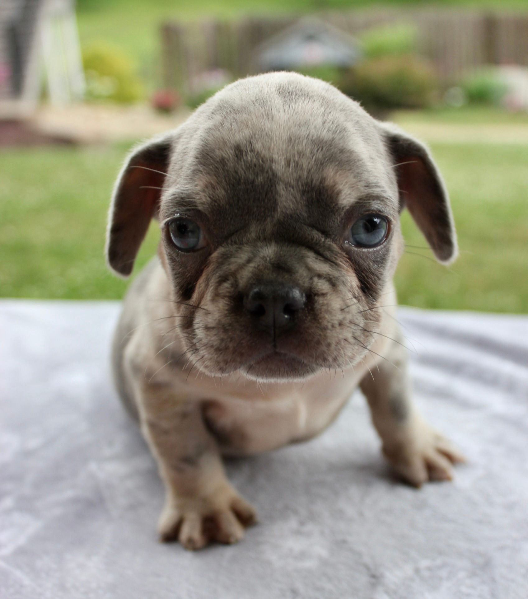 French Bulldog
