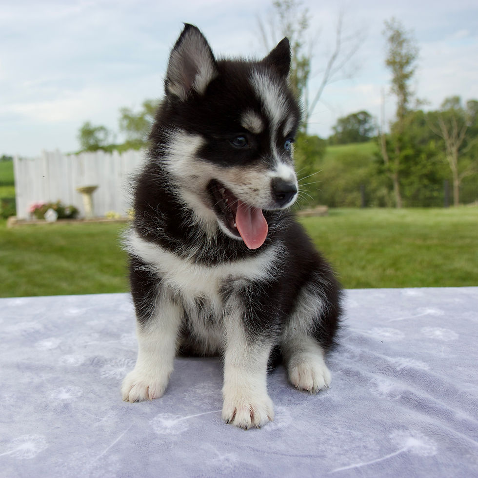Pomsky