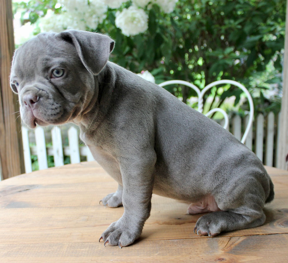 Thumbnail: Everett French Bulldog