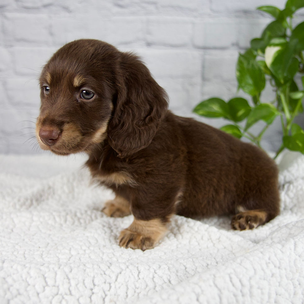 Thumbnail: Mack Miniature Dachshund