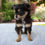 Thumbnail: Chihuahua