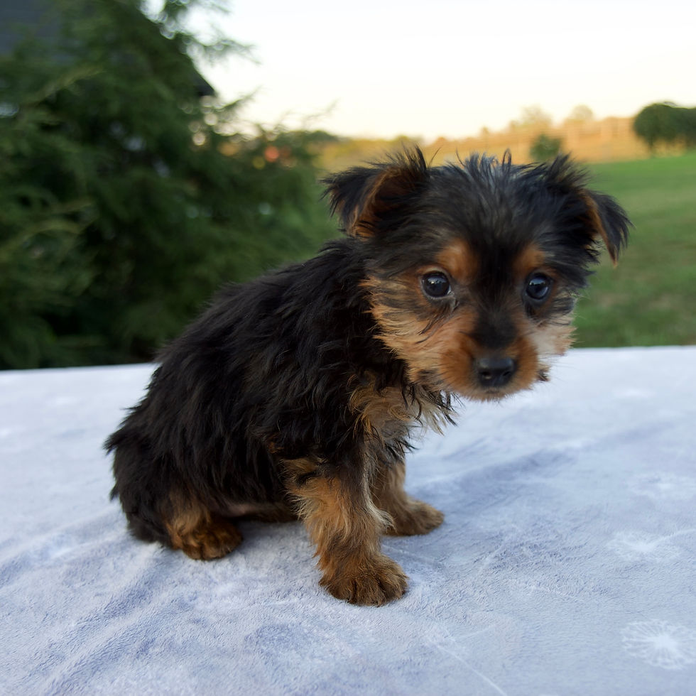 Thumbnail: Millie Yorkie