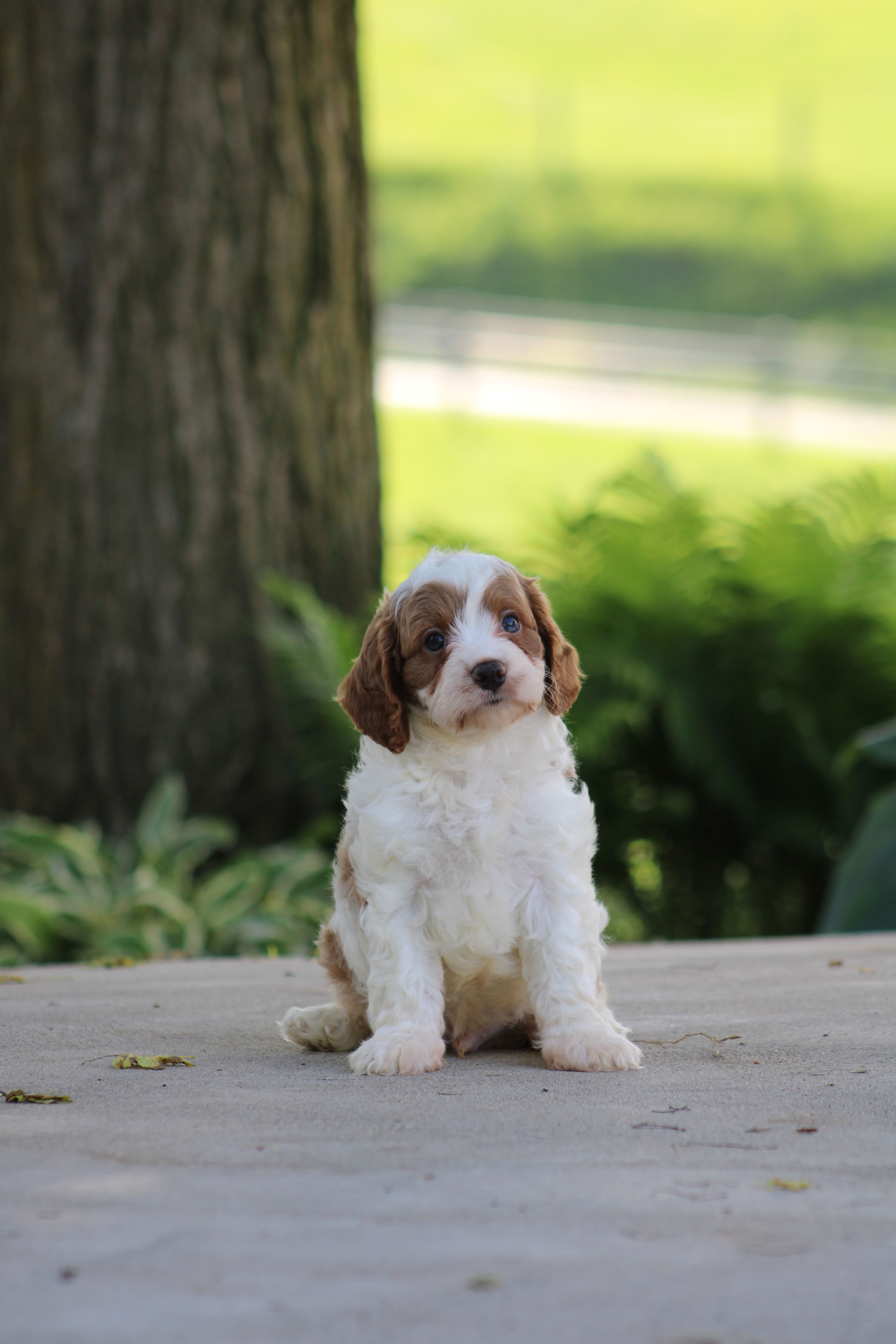 Biscuit Cavapoo