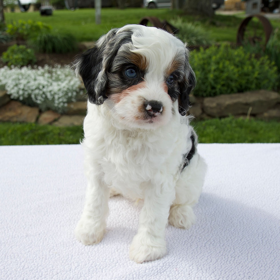 Thumbnail: Alex Cavapoo