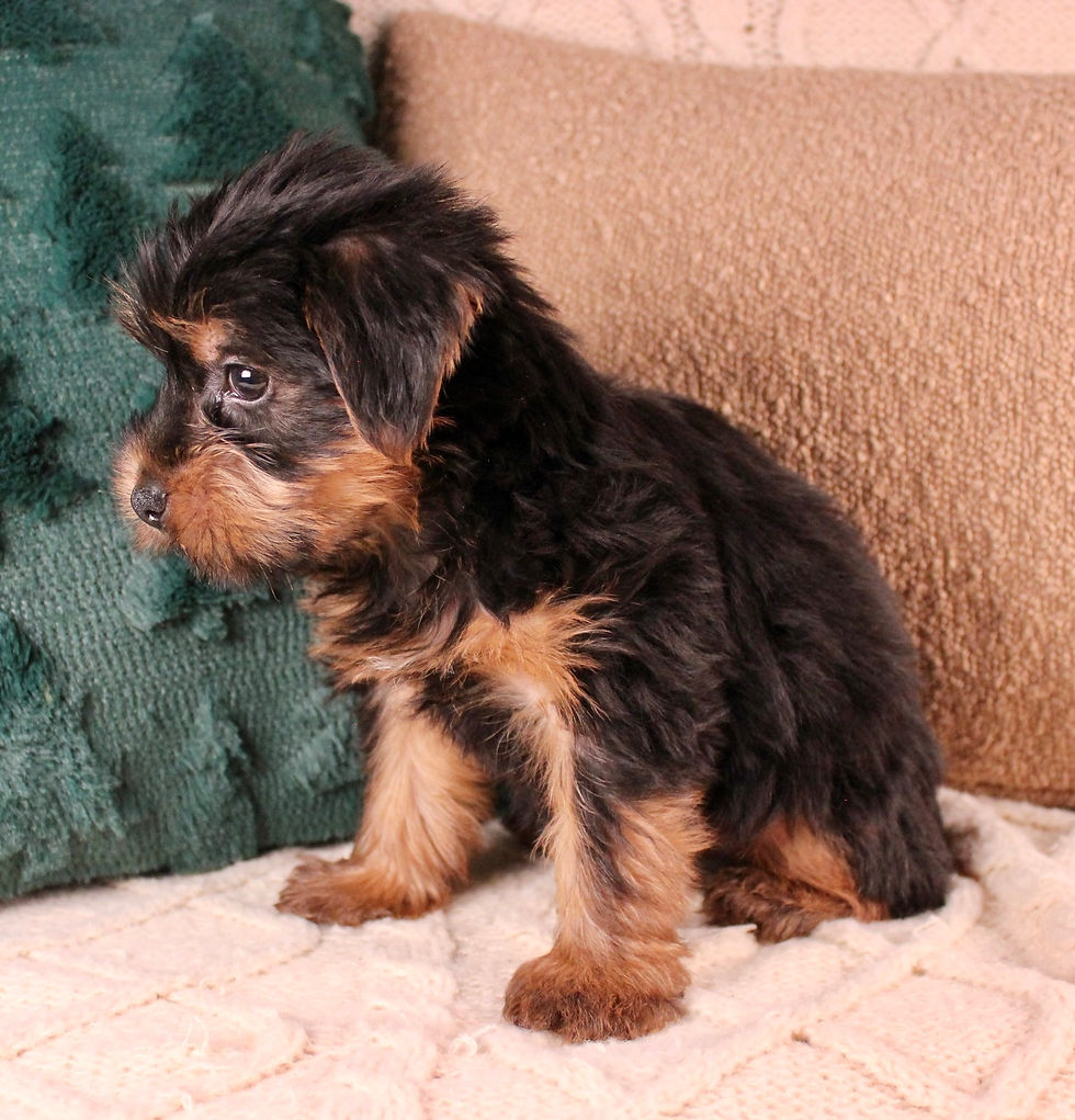 Thumbnail: Yorkshire Terrier