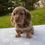 Thumbnail: Lexi Dachshund