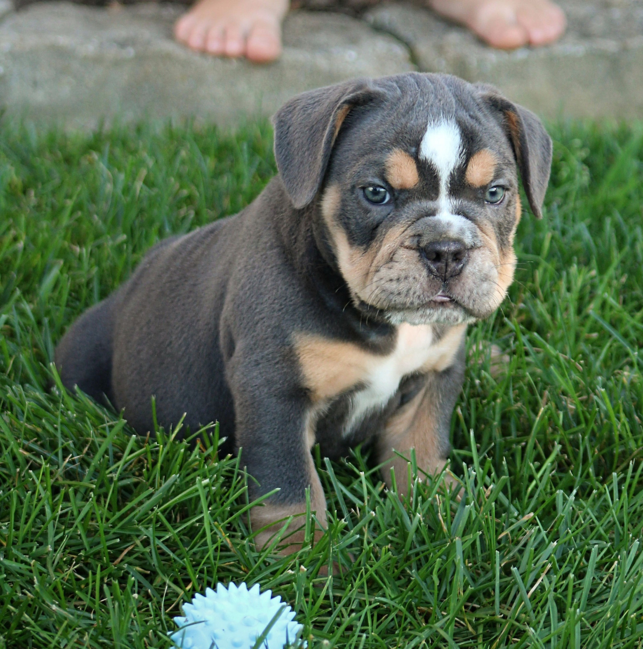 Zuma Beabull