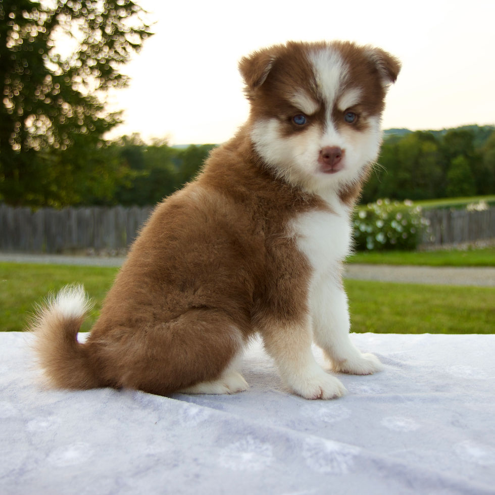 Thumbnail: Pomsky