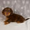 Thumbnail: Jasper Dachshund