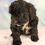 Thumbnail: Cavapoo