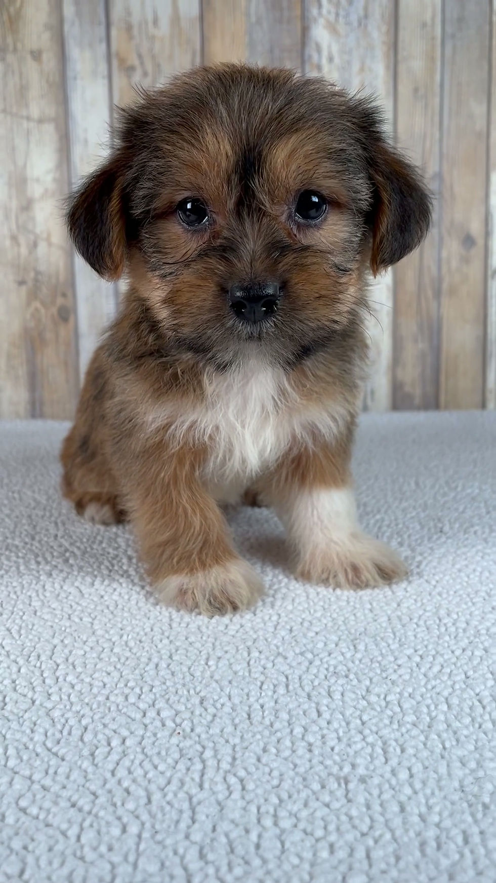Thumbnail: Sammie Shorkie
