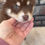 Thumbnail: Pomsky